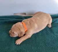 Bella, a female Golden Retriever for sale in Buffalo, MO – Photo 4 of 6