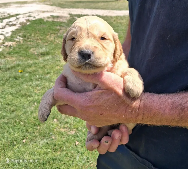 Bella – Golden Retriever puppy for sale in Buffalo, MO