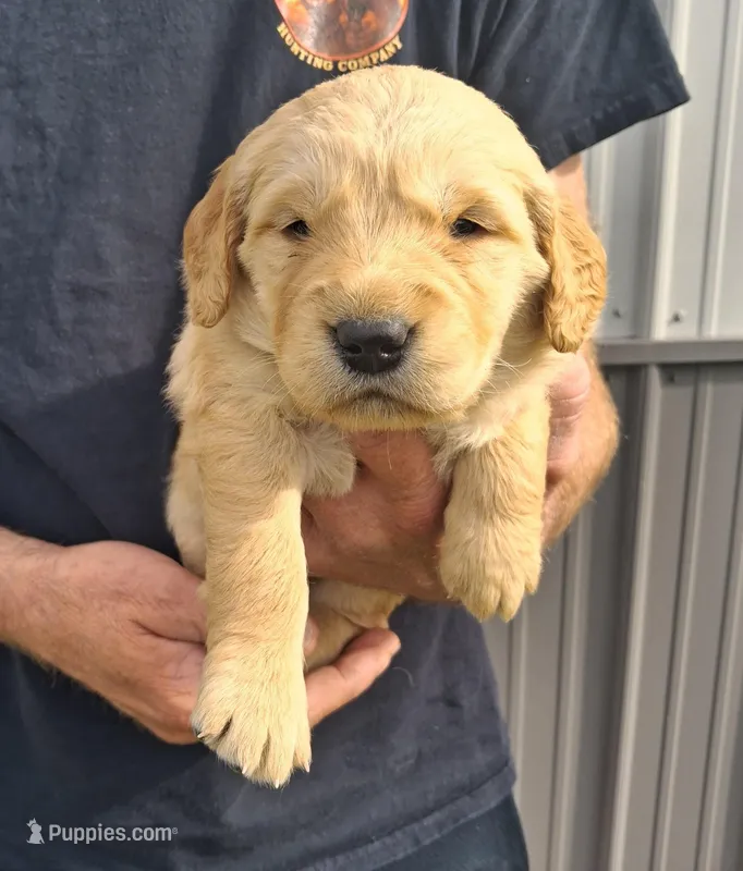 Bella – Golden Retriever puppy for sale in Buffalo, MO