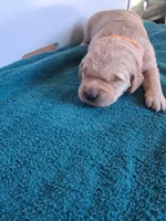 Bella, a female Golden Retriever for sale in Buffalo, MO – Photo 6 of 6