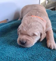 Bella, a female Golden Retriever for sale in Buffalo, MO – Photo 2 of 6