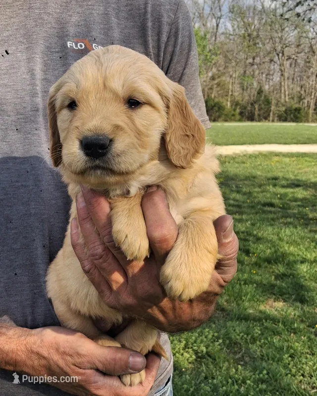 Bella – Golden Retriever puppy for sale in Buffalo, MO