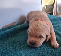 Bella, a female Golden Retriever for sale in Buffalo, MO – Photo 3 of 6