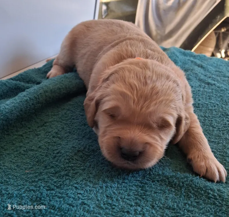 Bella – Golden Retriever puppy for sale in Buffalo, MO