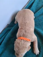 Bella, a female Golden Retriever for sale in Buffalo, MO – Photo 5 of 6