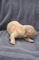 Cooper, a male Golden Retriever for sale in Buffalo, MO – 4 of 6
