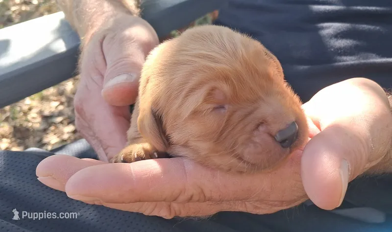Teddy – Golden Retriever puppy for sale in Buffalo, MO