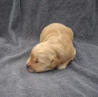 Tex, a male Golden Retriever for sale in Buffalo, MO – 3 of 6