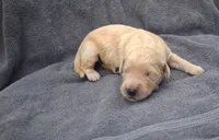 Daisy, a female Golden Retriever for sale in Buffalo, MO – 4 of 4