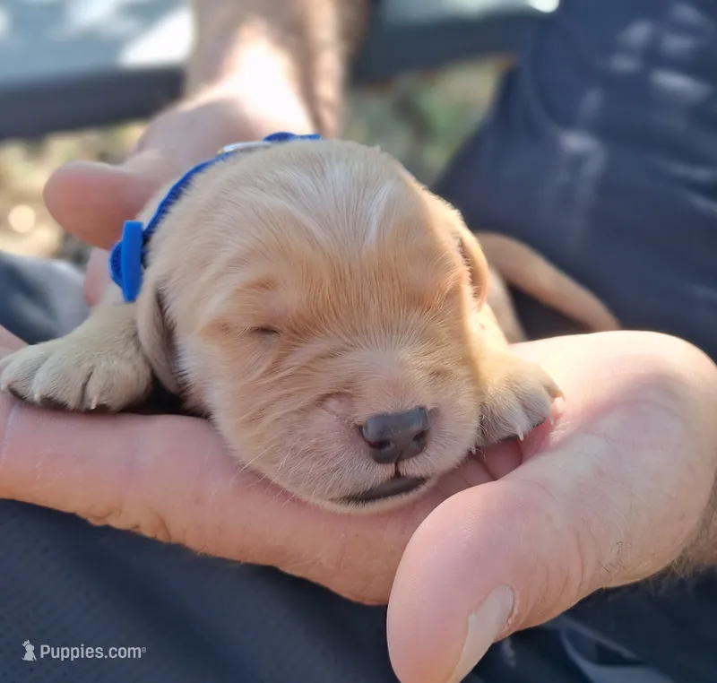 Bently – Golden Retriever puppy for sale in Buffalo, MO