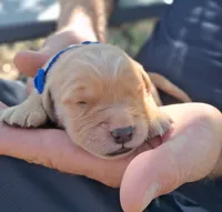 Bently, a male Golden Retriever for sale in Buffalo, MO – 1 of 5