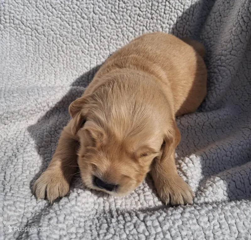 Bella – Golden Retriever puppy for sale in Buffalo, MO