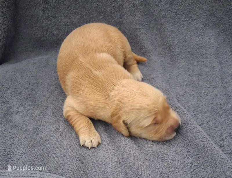 Bella – Golden Retriever puppy for sale in Buffalo, MO