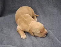Bella, a female Golden Retriever for sale in Buffalo, MO – 1 of 4