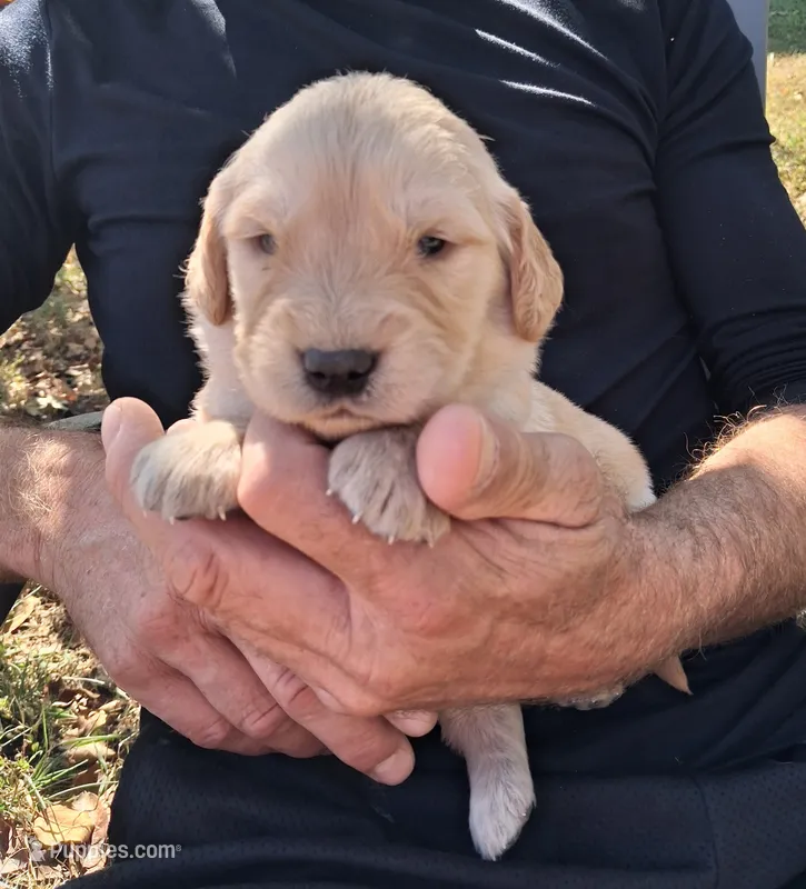 Cooper – Golden Retriever puppy for sale in Buffalo, MO