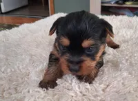 Toby, a male Yorkshire Terrier for sale in Buffalo, MO – Photo 4 of 8