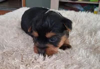 Toby, a male Yorkshire Terrier for sale in Buffalo, MO – Photo 2 of 8