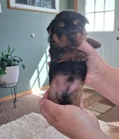 Toby, a male Yorkshire Terrier for sale in Buffalo, MO – Photo 6 of 8