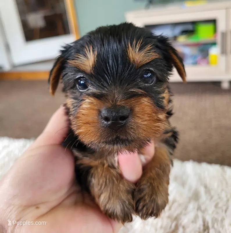 Toby – Yorkshire Terrier puppy for sale in Buffalo, MO