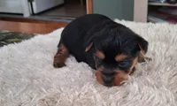 Toby, a male Yorkshire Terrier for sale in Buffalo, MO – Photo 3 of 8