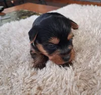 Toby, a male Yorkshire Terrier for sale in Buffalo, MO – Photo 5 of 8