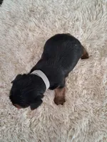 Toby, a male Yorkshire Terrier for sale in Buffalo, MO – Photo 7 of 8
