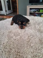 Toby, a male Yorkshire Terrier for sale in Buffalo, MO – Photo 8 of 8