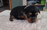 Toby, a male Yorkshire Terrier for sale in Buffalo, MO – Photo 1 of 8
