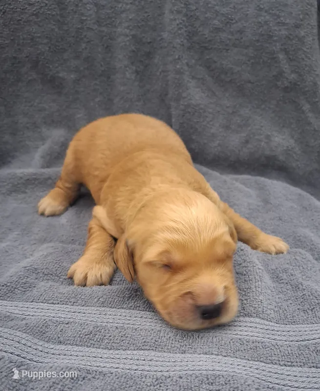 Ruby Lynn – Golden Retriever puppy for sale in Buffalo, MO