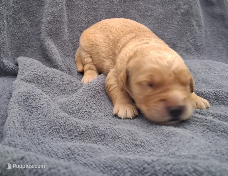 Charlie – Golden Retriever puppy for sale in Buffalo, MO