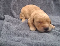 Charlie, a male Golden Retriever for sale in Buffalo, MO – 1 of 6