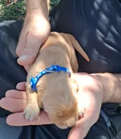 Bently, a male Golden Retriever for sale in Buffalo, MO – 2 of 5