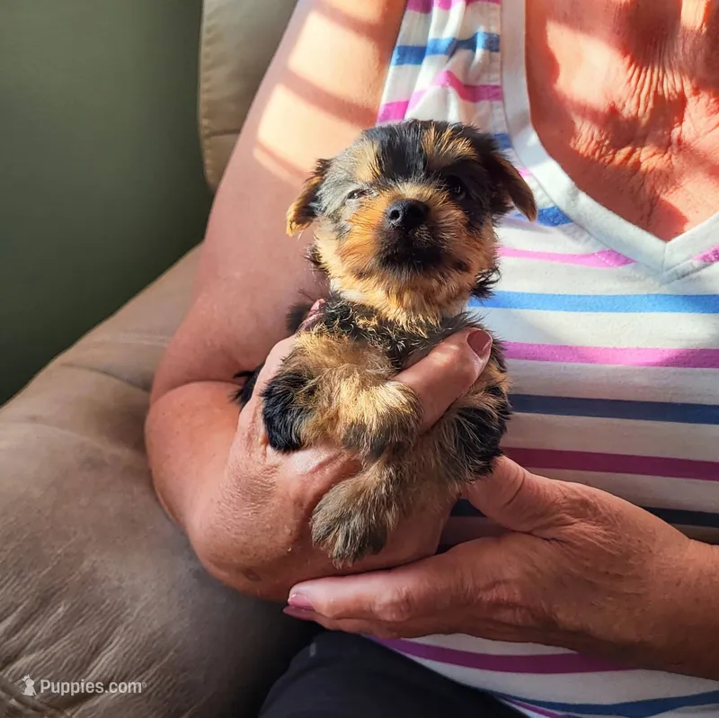 Toby – Yorkshire Terrier puppy for sale in Buffalo, MO