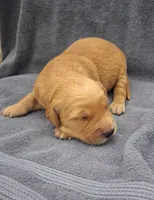 Ruby Lynn, a female Golden Retriever for sale in Buffalo, MO – 4 of 5