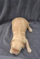 Cooper, a male Golden Retriever for sale in Buffalo, MO – 6 of 6