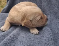Bella, a female Golden Retriever for sale in Buffalo, MO – 2 of 4