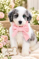 April, a female Bernedoodle for sale in Chino Hills, CA – 1 of 2