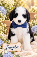 December , a male Bernedoodle for sale in Chino Hills, CA – 1 of 2