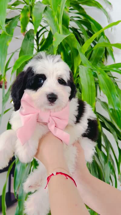 March, a female Bernedoodle for sale in Chino Hills, CA – 2 of 2
