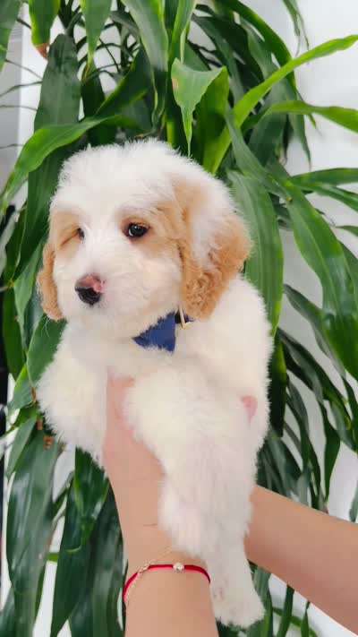 September , a male Bernedoodle for sale in Chino Hills, CA – 2 of 2