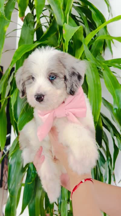 April, a female Bernedoodle for sale in Chino Hills, CA – 2 of 2
