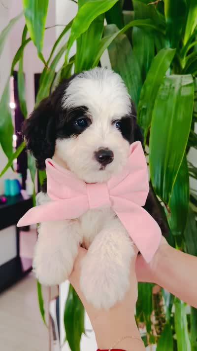 May, a female Bernedoodle for sale in Chino Hills, CA – 2 of 2