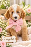 November , a female Bernedoodle for sale in Chino Hills, CA – 1 of 2