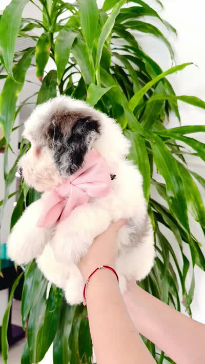 June, a female Bernedoodle for sale in Chino Hills, CA – 2 of 2