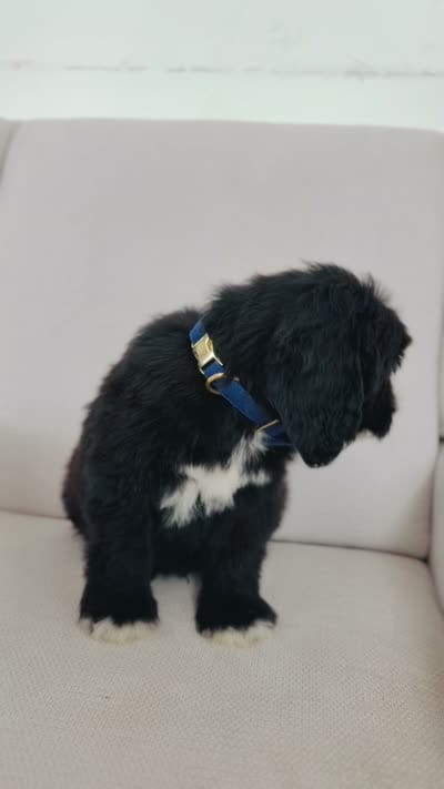 August , a male Bernedoodle for sale in Chino Hills, CA – 2 of 2
