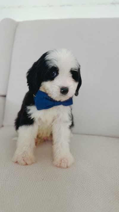 December , a male Bernedoodle for sale in Chino Hills, CA – 2 of 2