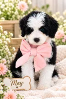 May, a female Bernedoodle for sale in Chino Hills, CA – 1 of 2