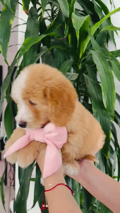 November , a female Bernedoodle for sale in Chino Hills, CA – 2 of 2