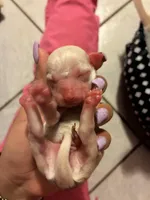 Halo, a female Chipoo for sale in Bolingbrook, IL – Photo 4 of 4