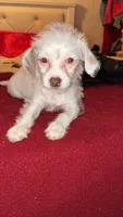 Halo, a female Chipoo for sale in Bolingbrook, IL – Photo 3 of 4